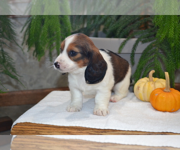 Medium Photo #6 Dachshund Puppy For Sale in GREENWOOD, WI, USA