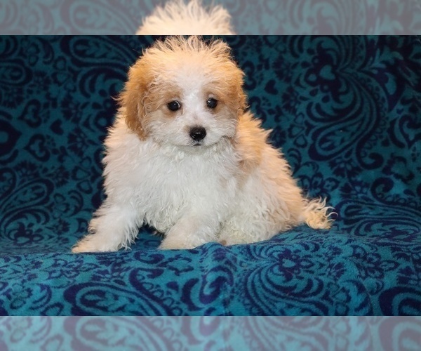 Medium Photo #10 Goldendoodle (Miniature) Puppy For Sale in DYERSBURG, TN, USA