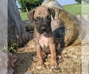 Boxer Puppy for sale in ARTHUR, IL, USA