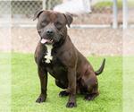 Small #1 American Staffordshire Terrier