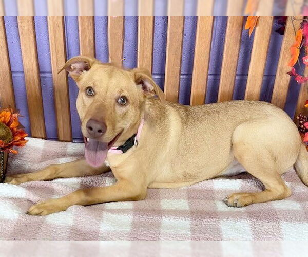 Medium Photo #2 Labrador Retriever-Unknown Mix Puppy For Sale in Genesee, WI, USA