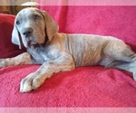 Small Photo #14 Great Dane Puppy For Sale in MURRAY, KY, USA