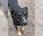 Small #4 Rottweiler Mix