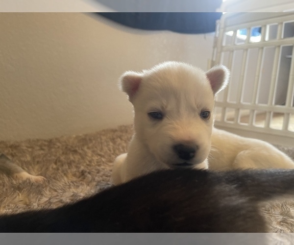 Medium Photo #8 Siberian Husky Puppy For Sale in TUCSON, AZ, USA