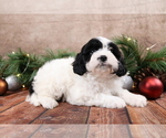 Small #3 Cavapoo (Toy)