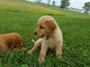 View Ad Golden Retriever Puppy For Sale Near Ohio Waynesfield Usa Adn 89546