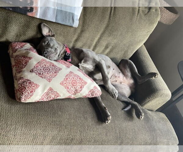 Medium Photo #11 American Pit Bull Terrier-Unknown Mix Puppy For Sale in Rockaway, NJ, USA