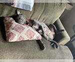 Small #10 American Pit Bull Terrier Mix