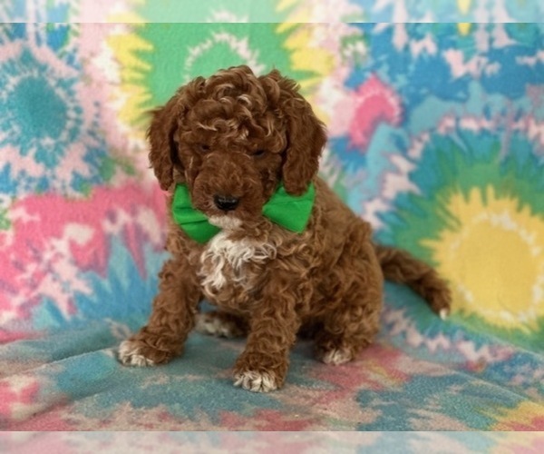 Medium Photo #5 Poodle (Miniature) Puppy For Sale in LANCASTER, PA, USA