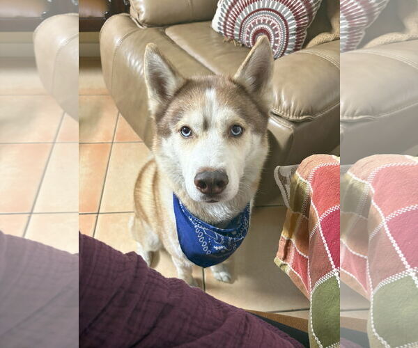 Medium Photo #1 Siberian Husky Puppy For Sale in Miami, FL, USA
