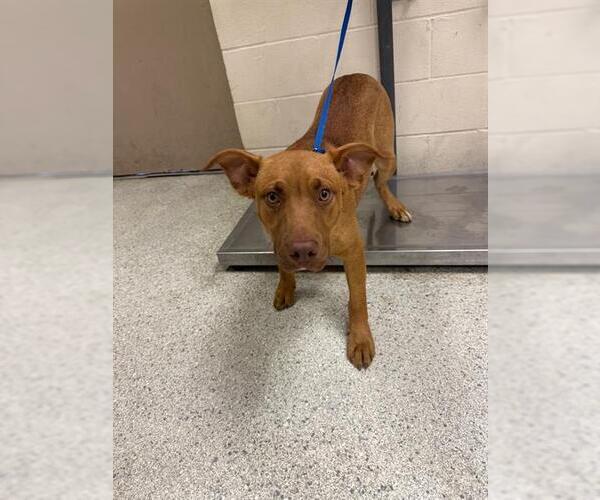 Medium Photo #1 Rhodesian Ridgeback-Unknown Mix Puppy For Sale in Conroe, TX, USA