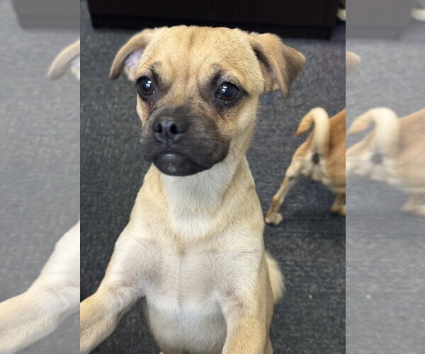 Medium Photo #5 Chug Puppy For Sale in Valrico, FL, USA