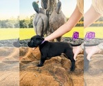 Small Photo #34 Labrador Retriever Puppy For Sale in GREENWOOD, SC, USA