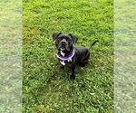 Small #1 Staffordshire Bull Terrier Mix