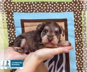 Schnauzer (Miniature) Puppy for sale in WINNSBORO, LA, USA