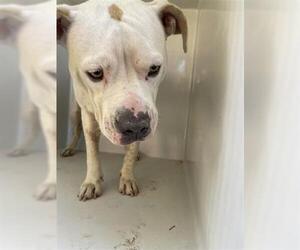 Bullypit Dogs for adoption in Houston, TX, USA