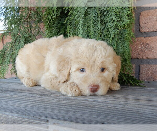 Medium Photo #5 Labradoodle Puppy For Sale in MILLERSBURG, OH, USA