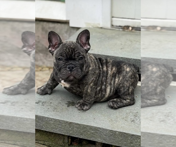 Medium Photo #1 American Bully Puppy For Sale in SHREWSBURY, MA, USA