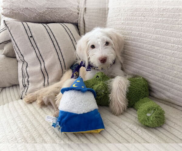 Medium Photo #2 Mutt Puppy For Sale in Arlington, VA, USA