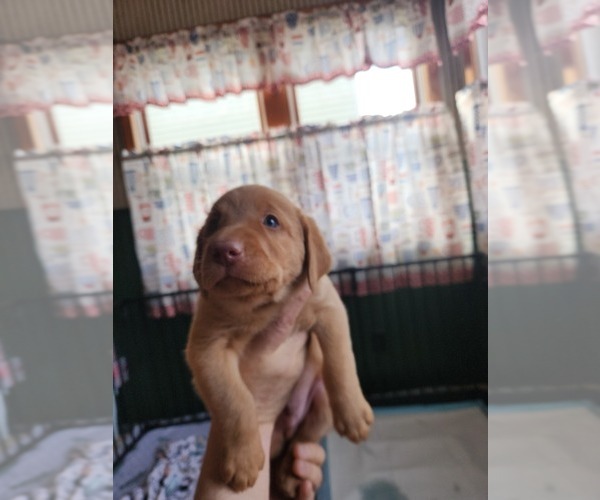 Medium Photo #4 Labrador Retriever Puppy For Sale in BUFFALO, NY, USA