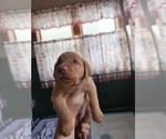 Small #3 Labrador Retriever