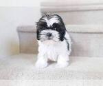 Small Photo #4 Shih Tzu Puppy For Sale in FULLERTON, CA, USA