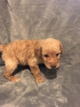 Medium Photo #1 Labradoodle Puppy For Sale in FRUITA, CO, USA