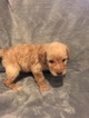Small Photo #1 Labradoodle Puppy For Sale in FRUITA, CO, USA