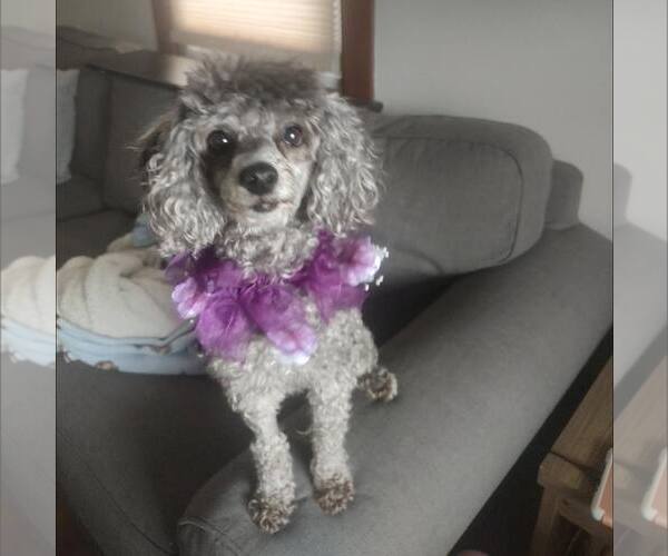 Medium Photo #1 Poodle (Miniature)-Unknown Mix Puppy For Sale in New Oxford , PA, USA