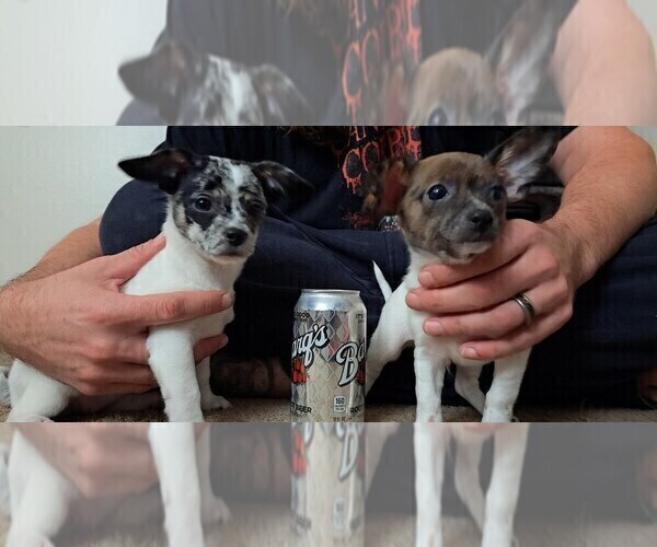 Full screen Photo #1 Chiweenie Puppy For Sale in ALBANY, OR, USA