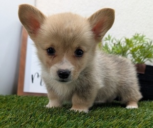 Medium Pembroke Welsh Corgi