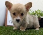Puppy Titan Pembroke Welsh Corgi