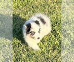 Small #10 Shetland Sheepdog