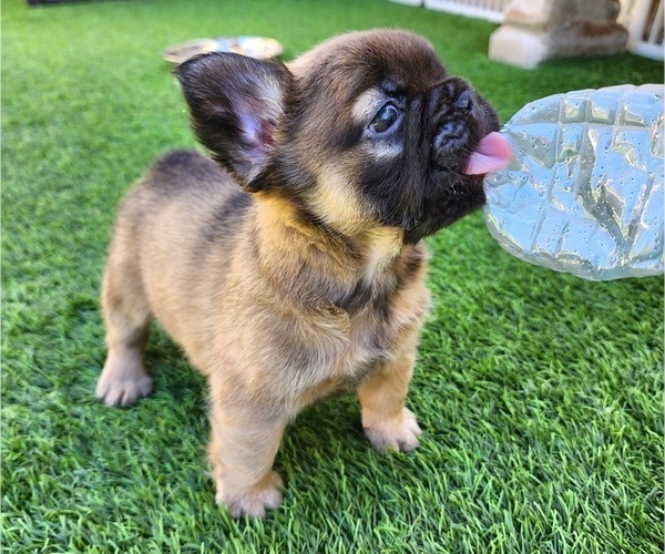 Medium Photo #8 French Bulldog Puppy For Sale in LAS VEGAS, NV, USA