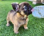 Small #7 French Bulldog
