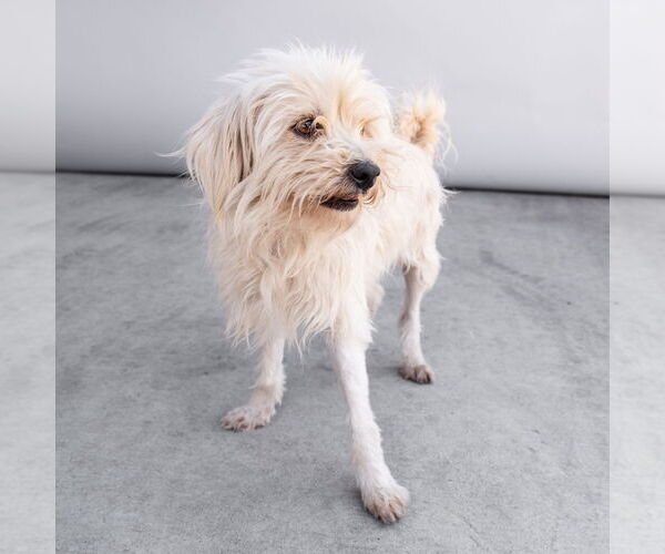 Medium Photo #2 Mutt Puppy For Sale in Pasadena, CA, USA