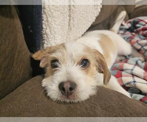 Jack Russell Terrier Dogs for adoption in Poplar Bluff, MO, USA