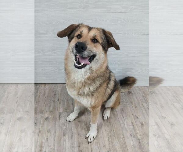 Medium Photo #13 German Shepherd Dog Puppy For Sale in Murfreesboro, NC, USA