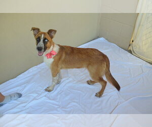 Mutt Dogs for adoption in McKinney, TX, USA