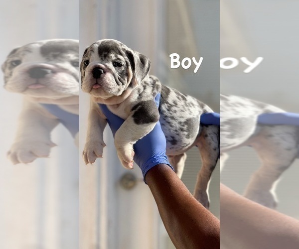 Medium Photo #9 English Bulldog Puppy For Sale in LAS VEGAS, NV, USA