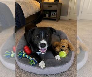 Border Collie-Unknown Mix Dogs for adoption in Globe, AZ, USA