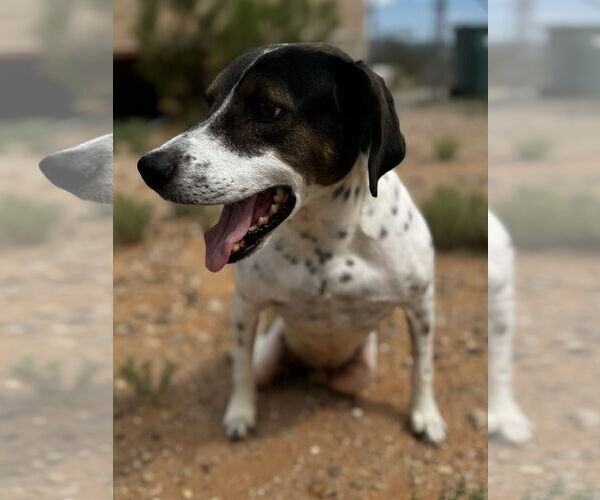 Medium Photo #2 Pointer-Unknown Mix Puppy For Sale in Queen Creek, AZ, USA