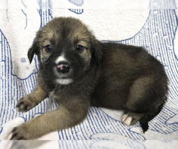 Medium Photo #1 Mutt Puppy For Sale in Thief River Falls, MN, USA