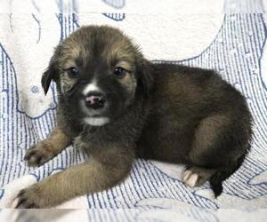 Mutt Dogs for adoption in Thief River Falls, MN, USA