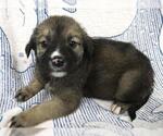 Small Mutt