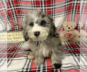 Poodle (Miniature)-Sheepadoodle Mix Puppy for sale in HOLMESVILLE, OH, USA