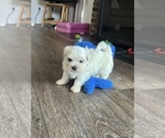 Small #4 Maltese