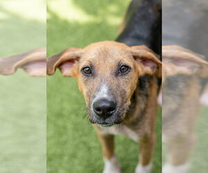 Harvey - Male Mutt Dog for Adoption - Photo #3