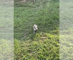 Small Photo #7 American Pit Bull Terrier Puppy For Sale in ALBERTVILLE, AL, USA