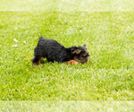 Small #5 Yorkshire Terrier